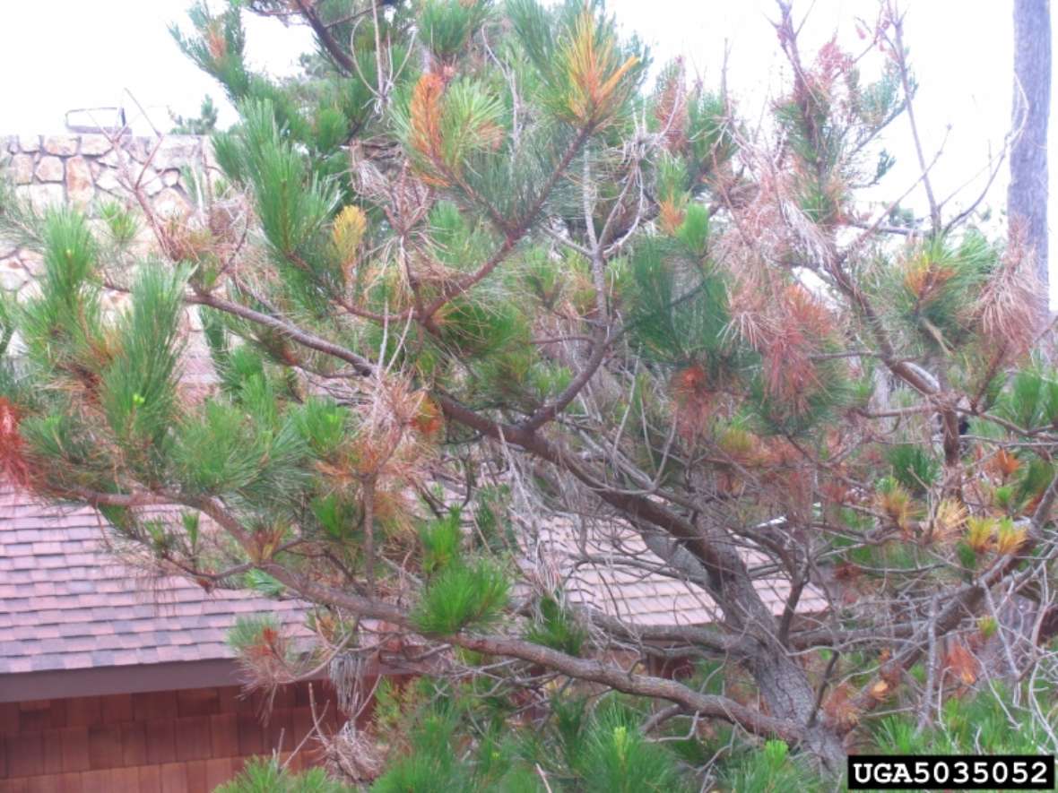 Symptome des Kiefernkrebs Fusarium circinatum auf Western White pine (Pinus monticola)
